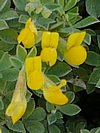 Lotus Cytisoides