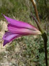 GLAÏEUL d'ITALIE ou GLAÏEUL des MOISSONS (Gladiolus Italicus)