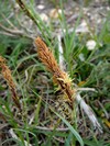 Carex Flacca