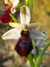 Ophrys Arachnitiformis ou Ophrys splendida