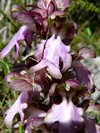 Himantoglossum robertianum ou Orchis robertiana