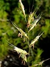 Avenula pratensis ou Helictochloa pratensis